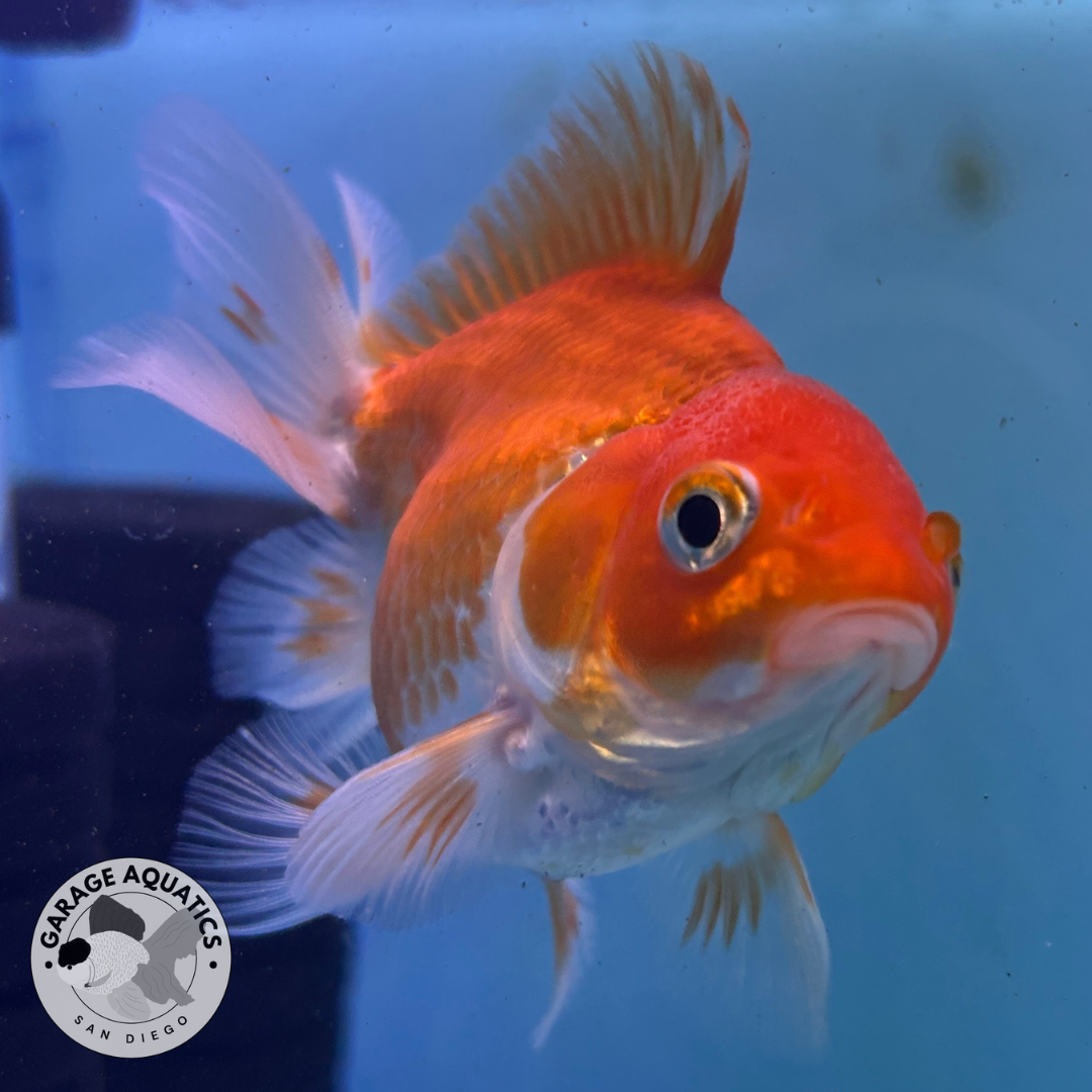 Live Premium Fancy Goldfish Thai Oranda Red & White 3" Body (JC-086) R1C01