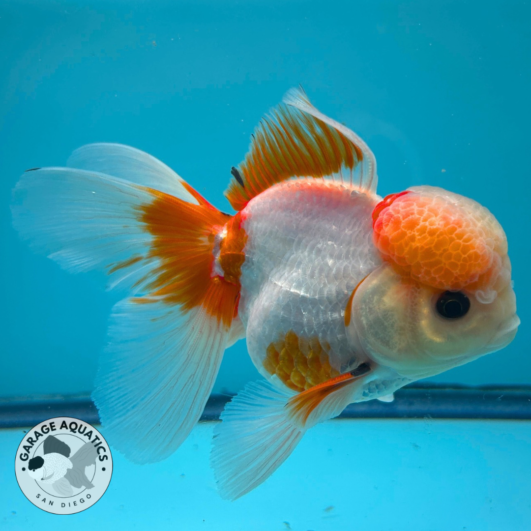 Live Premium Fancy Goldfish Thai Oranda Red & White Button Eyes Large Wen Orchid Tail Male 3.5” Body 8 Months (JC-067)
