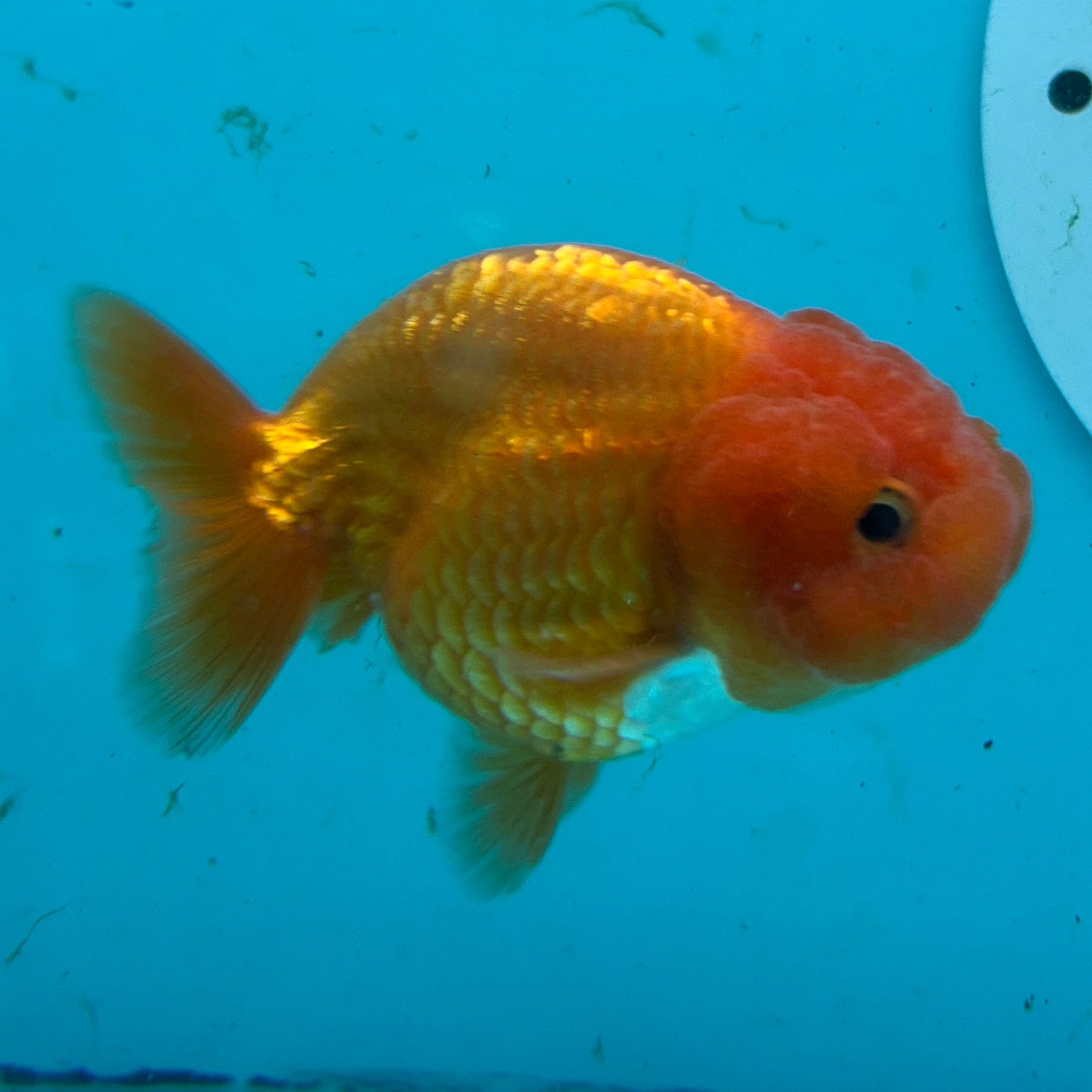 A live orange and red rummy-nose goldfish swimming in a blue-tinted aquarium tank, with a circular sticker partially visible on the right.