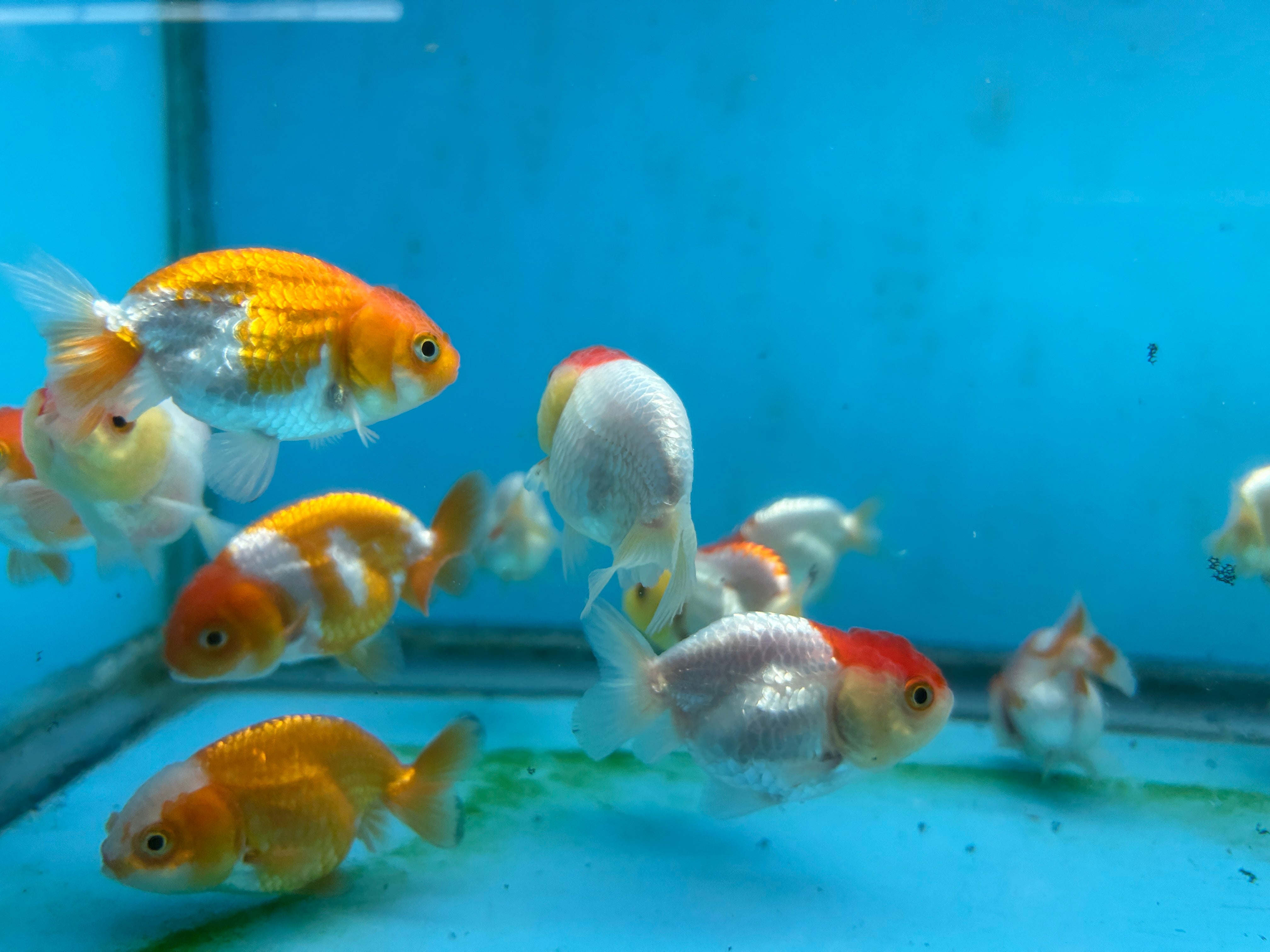 Live Fancy Goldfish Premium Select A Grade Our Choice Mix Color Ranchu 1.5"~2" Inch (JC)