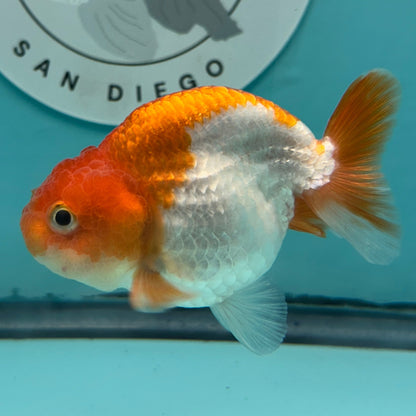 A live orange and white goldfish swimming in a light blue tank, with a circular 'Garage Aquatics San Diego' sticker on the back glass.