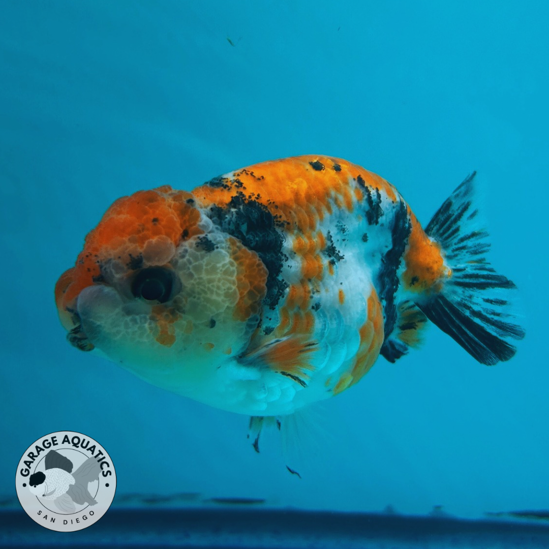Live Fancy Goldfish Ranchu Galaxy Calico Male 3.5” body 8 Months