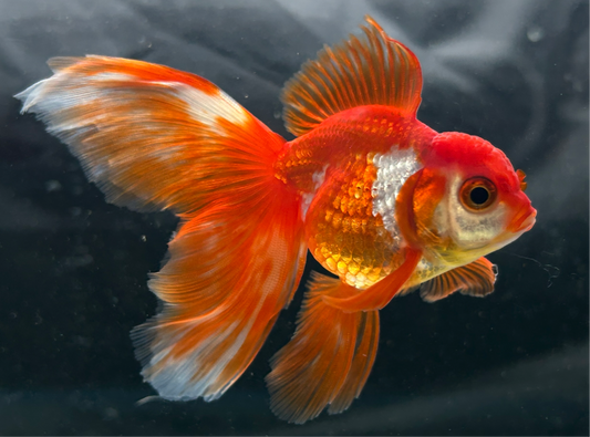 High-Quality Thai Fantail Oranda 2" Male