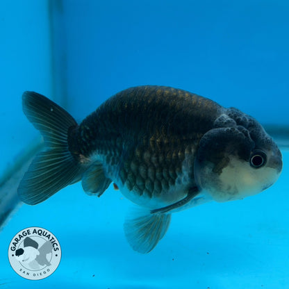 Thai Ranchu Panda 3” Body Male 6 Months (JC-025)