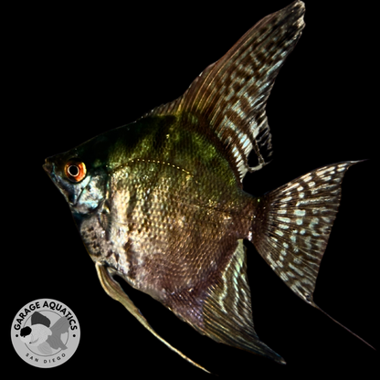 Live Fancy Fish – Pinoy Leopard Angelfish VIP Grade – Direct From Farm