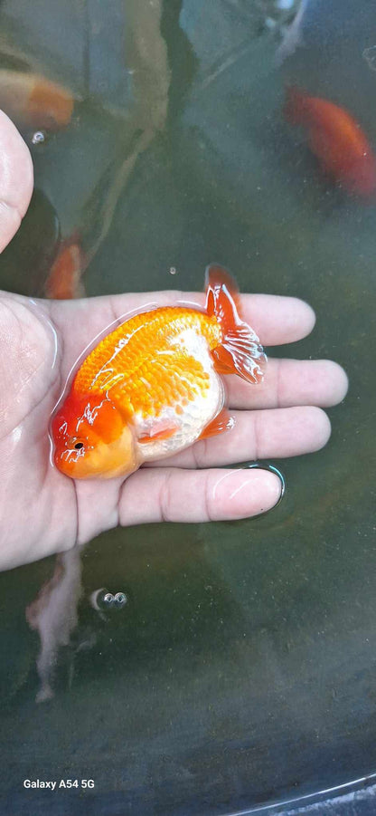 Live Fancy Premium Goldfish Thai Ranchu Red & White 3” Body 7 Months Direct From Farm (Our Choice)