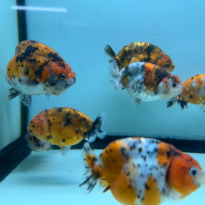 Live Fancy Goldfish Thai Ranchu Tiger Calico 3"-3.5" Body Ready to Ship (OUR CHOICE)