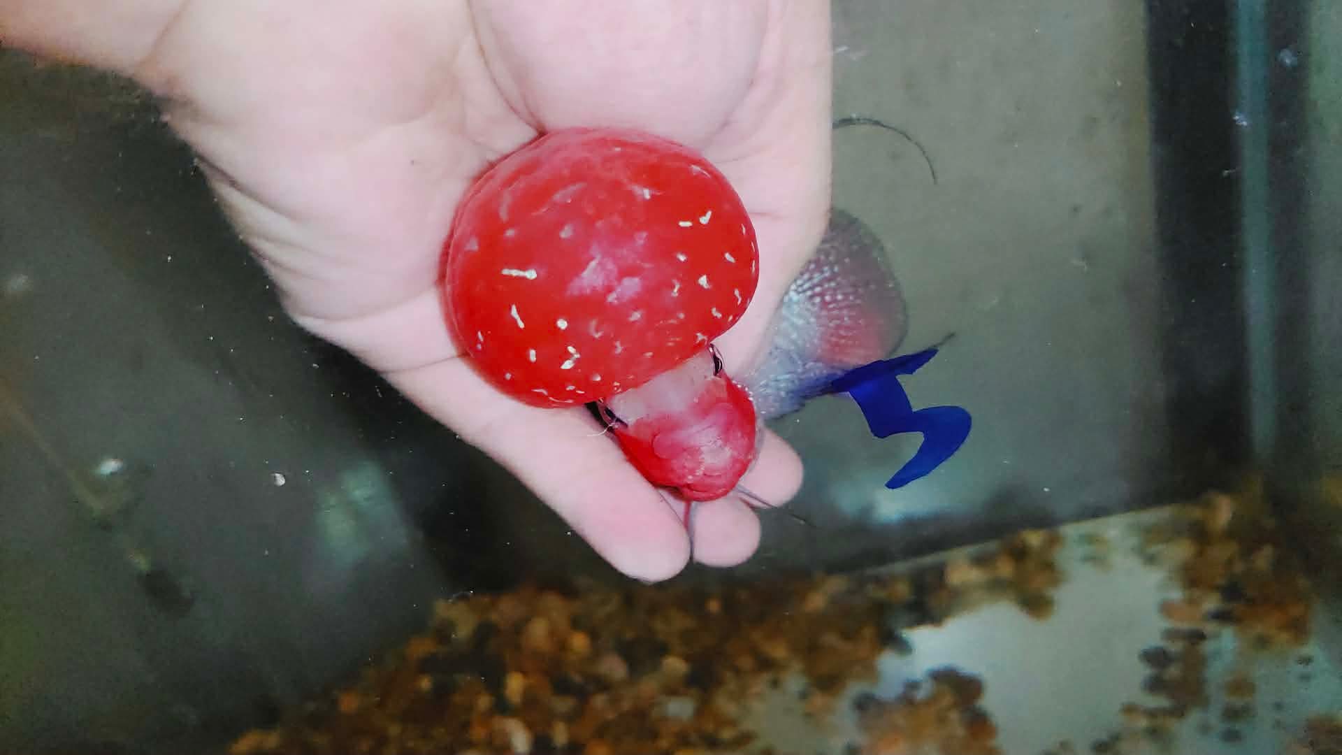 Super Red Dragon Flowerhorn MALE 4" inch MONSTER KOK (SRD-027)