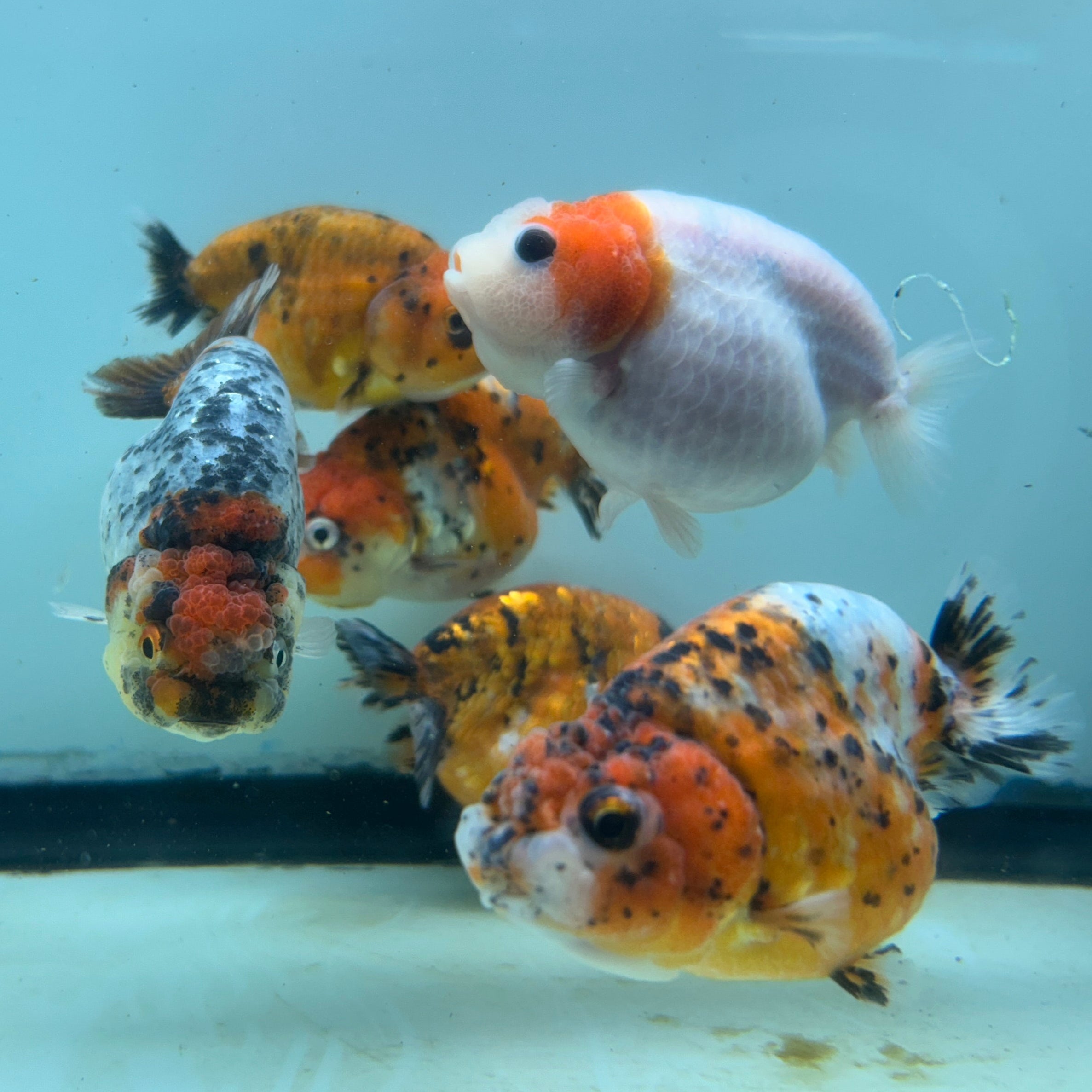 Live Fancy Goldfish Thai Ranchu Tiger Calico 3"-3.5" Body Ready to Ship (OUR CHOICE)