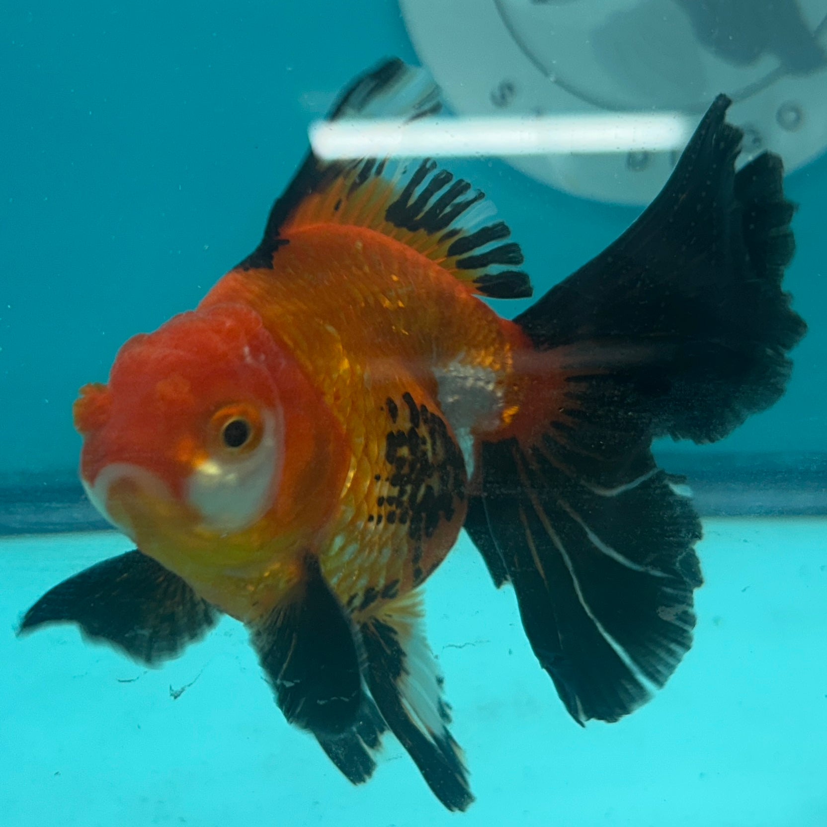 Live Premium Fancy Goldfish Thai Oranda Tri-Color 3" Male Body (SAK-001)