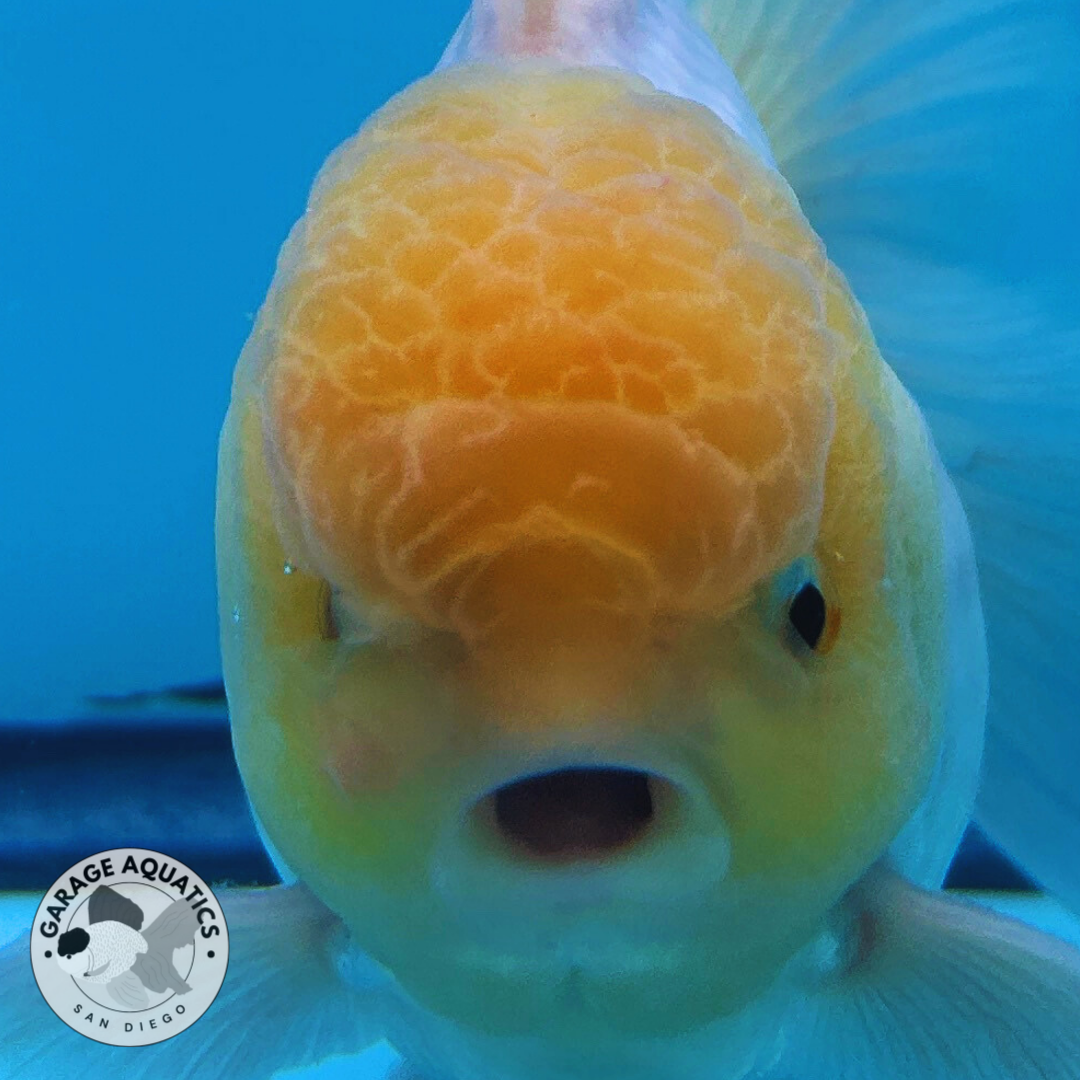 Live Premium Fancy Goldfish Thai Oranda Lemon Head White Body Large Wen Orchid Tail Male 3.5” Body 8 Months (JC-069)