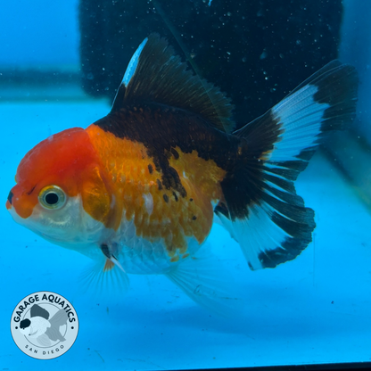 Thai Oranda Tri-Color Red Cap Orchid Tail Tail Male 3” Body 7 Months (JC-041)