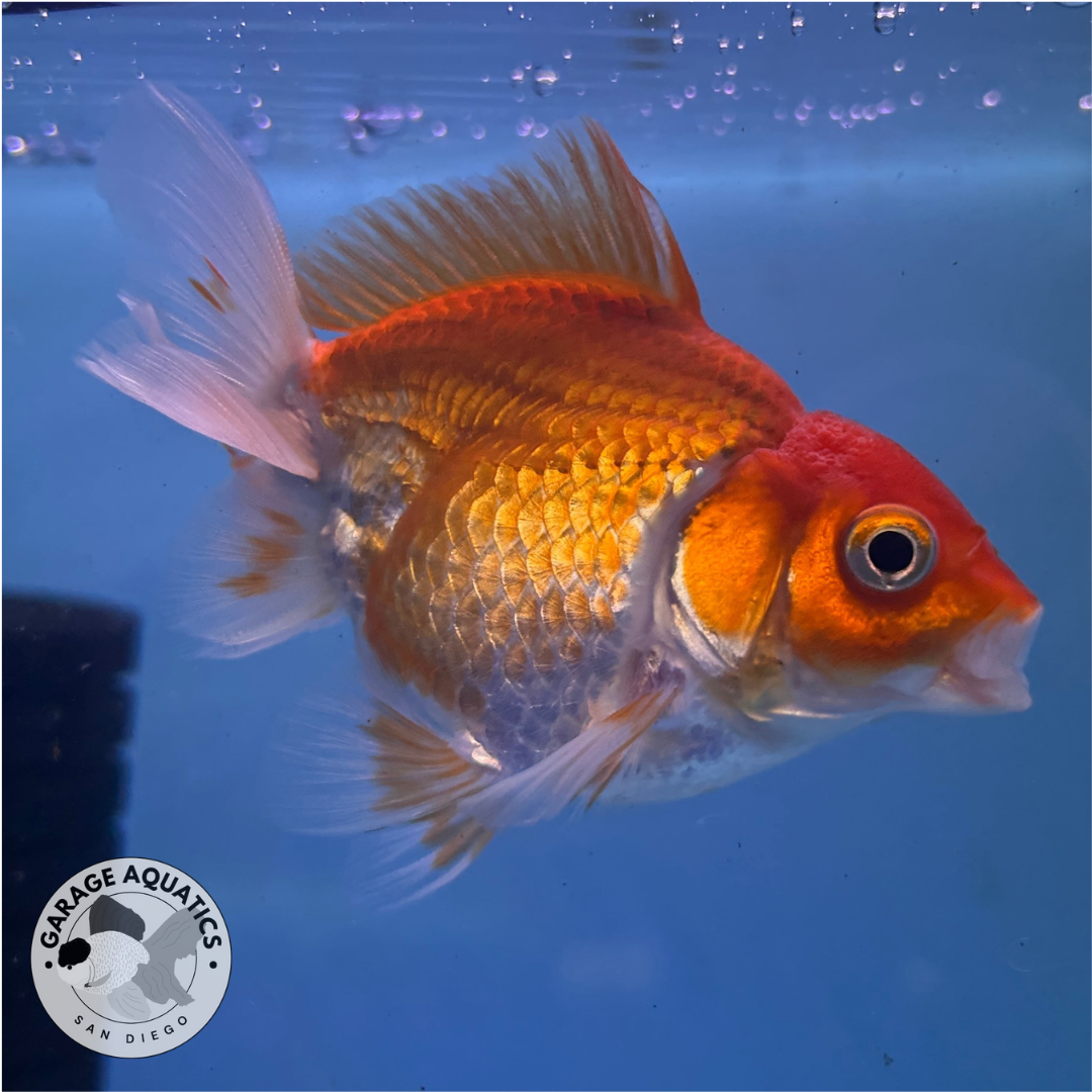Live Premium Fancy Goldfish Thai Oranda Red & White 3" Body (JC-086) R1C01