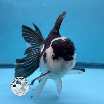 Grade AAA Thai Oranda Panda Rose Tail Strong Body Structure  3.5” Body Male 8 Months (JC-008)