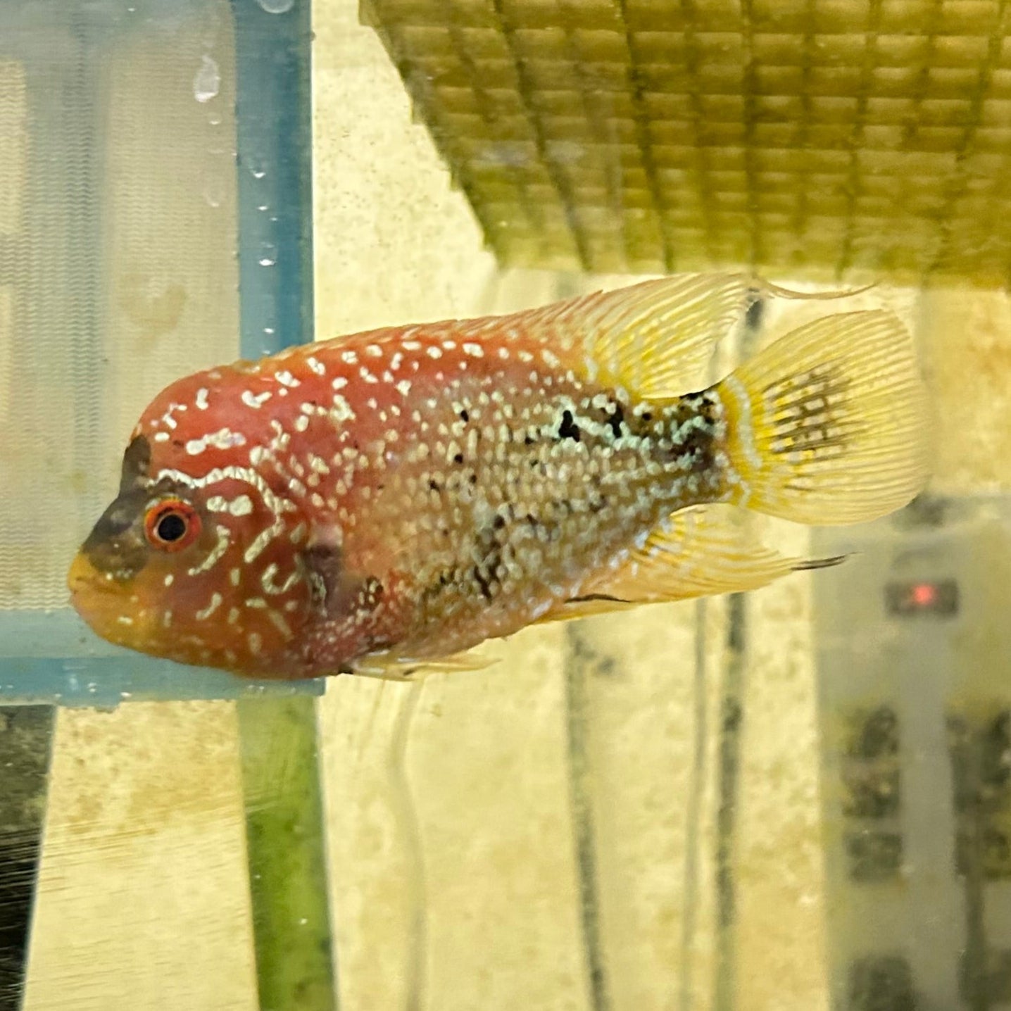 Live Freshwater Golden Base Kamfa 3"+ Male Flowerhorn by Snow X Breed Thailand (FH-001)