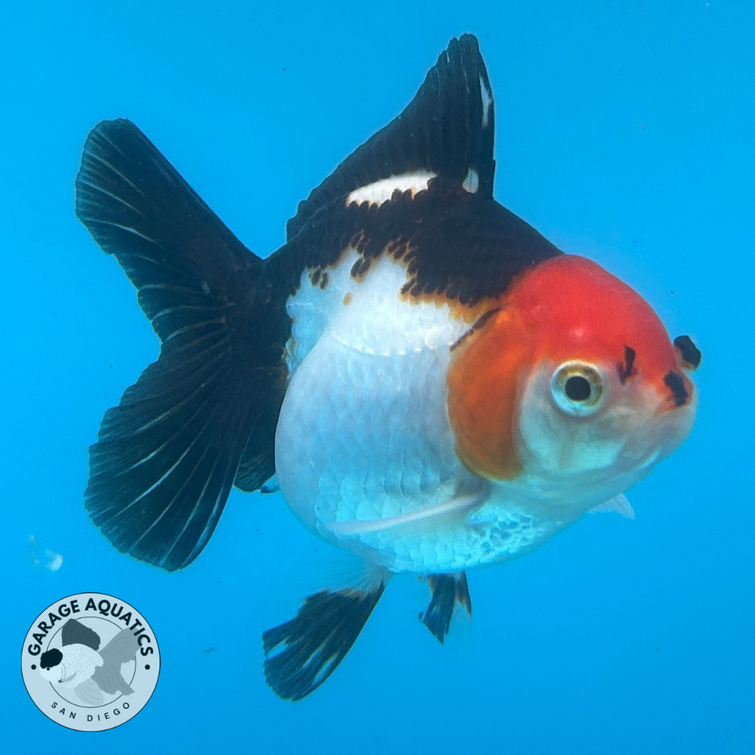 Thai Oranda Tri-Color Yuan Bao Short Tail Male 3” Body 7 Months (JC-040)