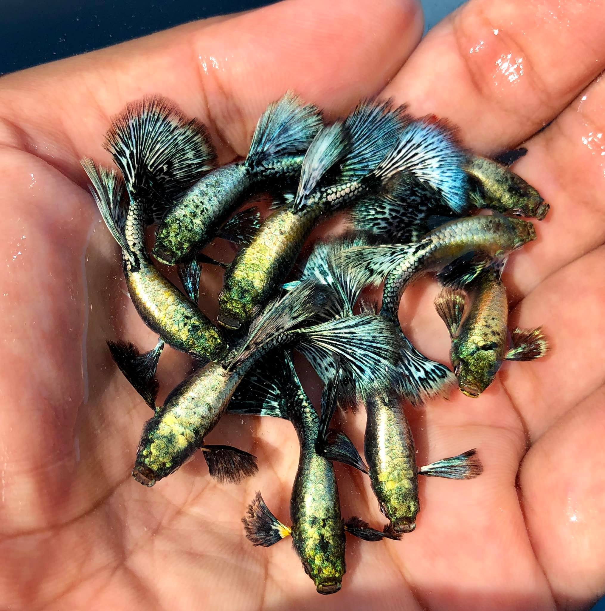 Live Fancy Guppy Fish Premium Quality Blue Green Dragon Big Ear - Direct From Farm