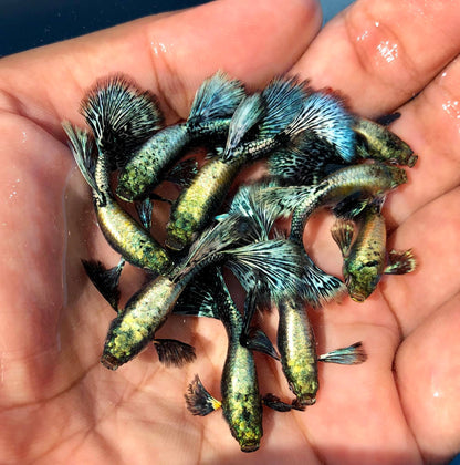 Live Fancy Guppy Fish Premium Quality Blue Green Dragon Big Ear - Direct From Farm