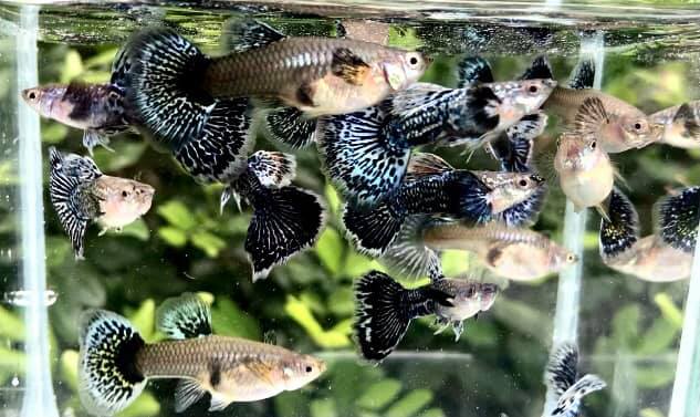 Live Fancy Guppy Fish Premium Quality Blue Green Dragon Big Ear - Direct From Farm