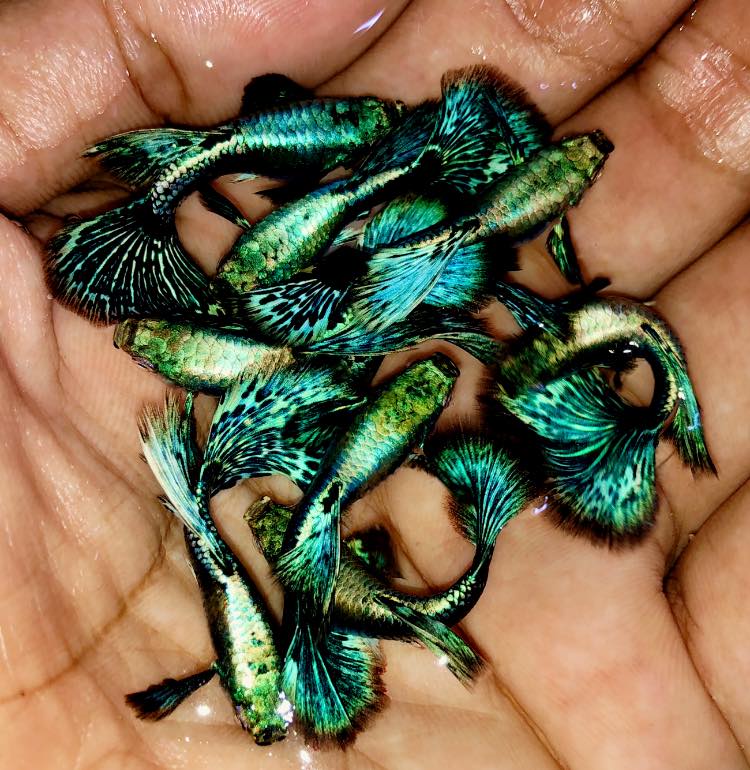 Live Fancy Guppy Fish Premium Quality Blue Green Dragon Big Ear - Direct From Farm