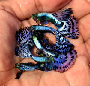 Lavender Mosaic Big Ear XL Guppy Fish (Our Choice)