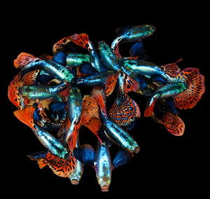Red Mosaic Dumbo Ear XL Guppy Fish (Our Choice)