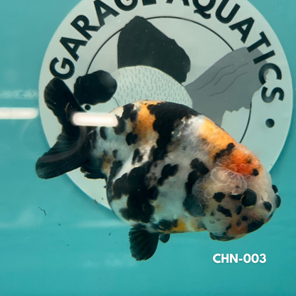 Chinese Ranchu Cow 3.5’’ Male (CHN-003) - GOLDFISH