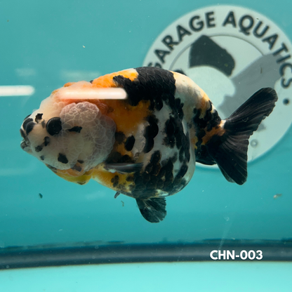 Chinese Ranchu Cow 3.5’’ Male (CHN-003) - GOLDFISH