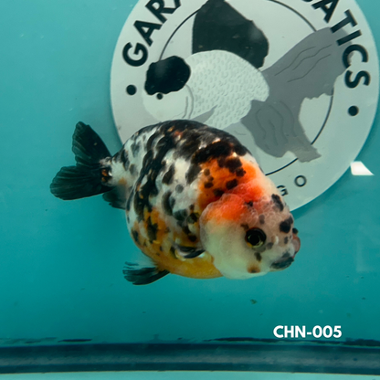 Chinese Ranchu Cow 3.5’’ Male (CHN-005) - GOLDFISH