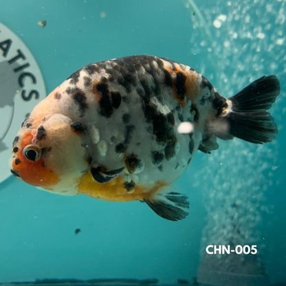 Chinese Ranchu Cow 3.5’’ Male (CHN-005) - GOLDFISH