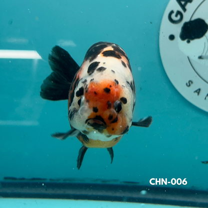 Chinese Ranchu Cow 3.5’’ Male (CHN-006) - GOLDFISH