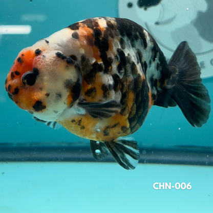 Chinese Ranchu Cow 3.5’’ Male (CHN-006) - GOLDFISH