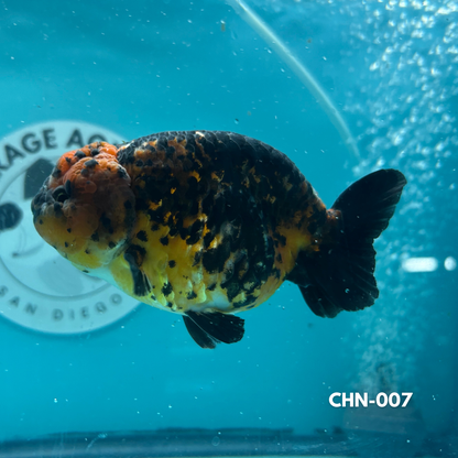 Chinese Ranchu Red Tiger 3.5’’ Male (CHN-007) - GOLDFISH