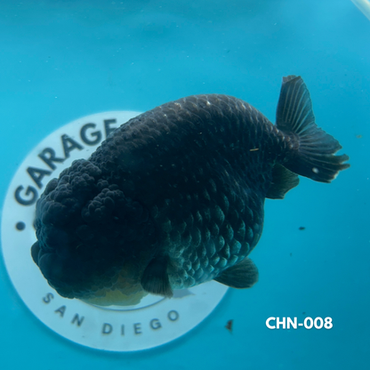 Chinese Ranchu Black Metallic 3.5’’ Female (CHN-008) - GOLDFISH