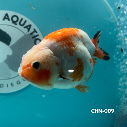 Chinese Ranchu Calico 3.5’’ Female (CHN-009) - GOLDFISH