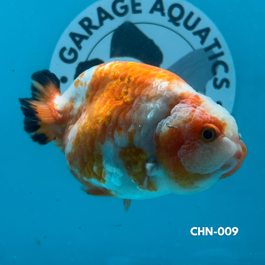 Chinese Ranchu Calico 3.5’’ Female (CHN-009) - GOLDFISH