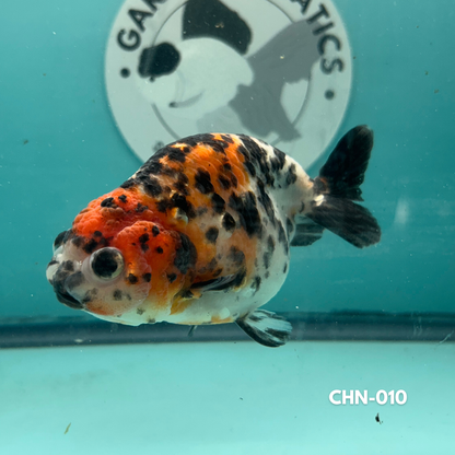Chinese Ranchu Cow 3.5’’ Male (CHN-010) - GOLDFISH