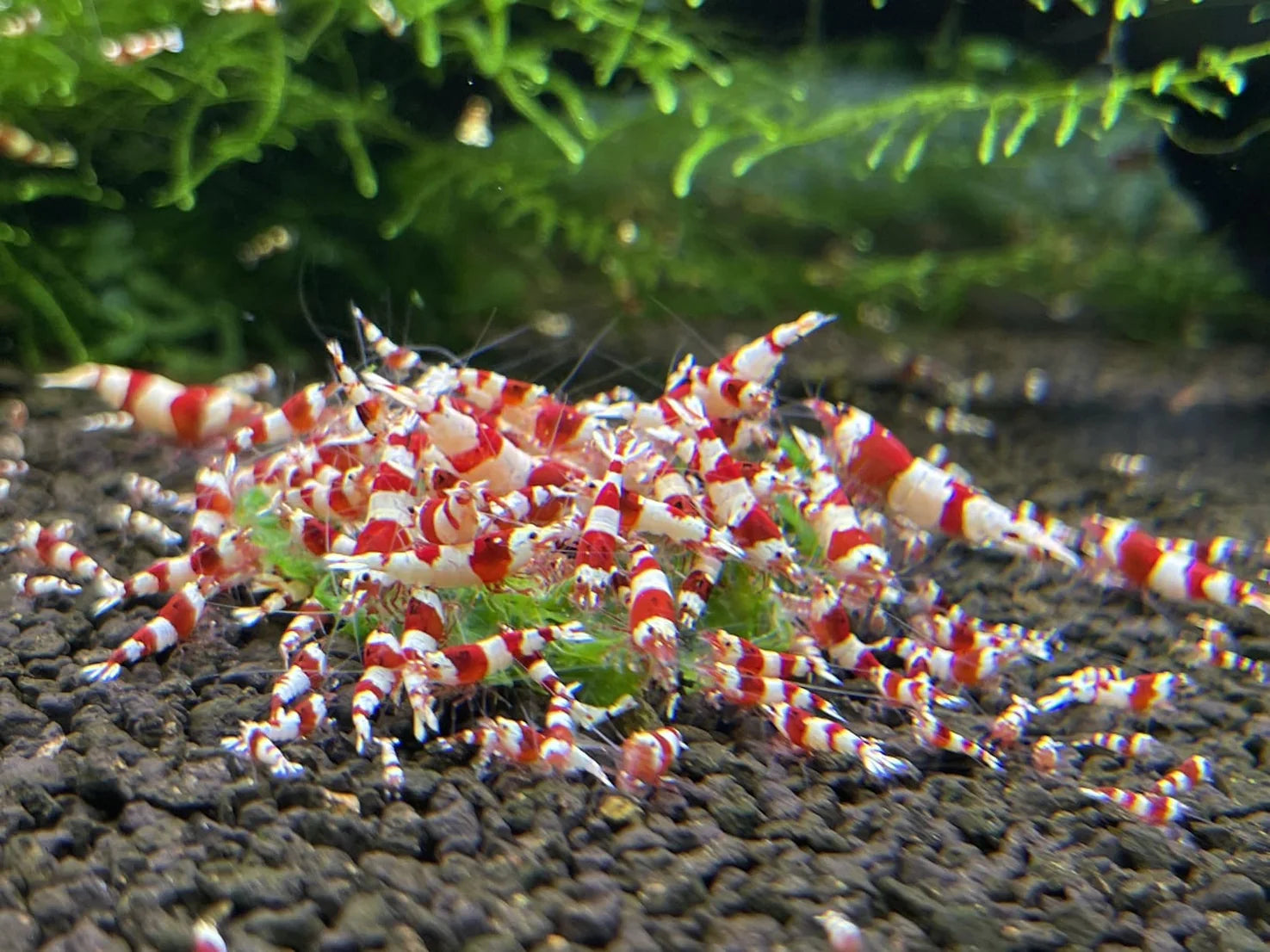 Live Freshwater Aquarium Shrimp Crystal Red Shrimp (Caridina)