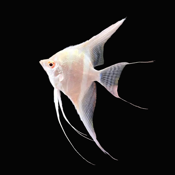 Live Fancy Fish – Albino Dantum Angel Fish VIP Grade, Rare Line-Bred Pterophyllum Scalare (Our Choice)