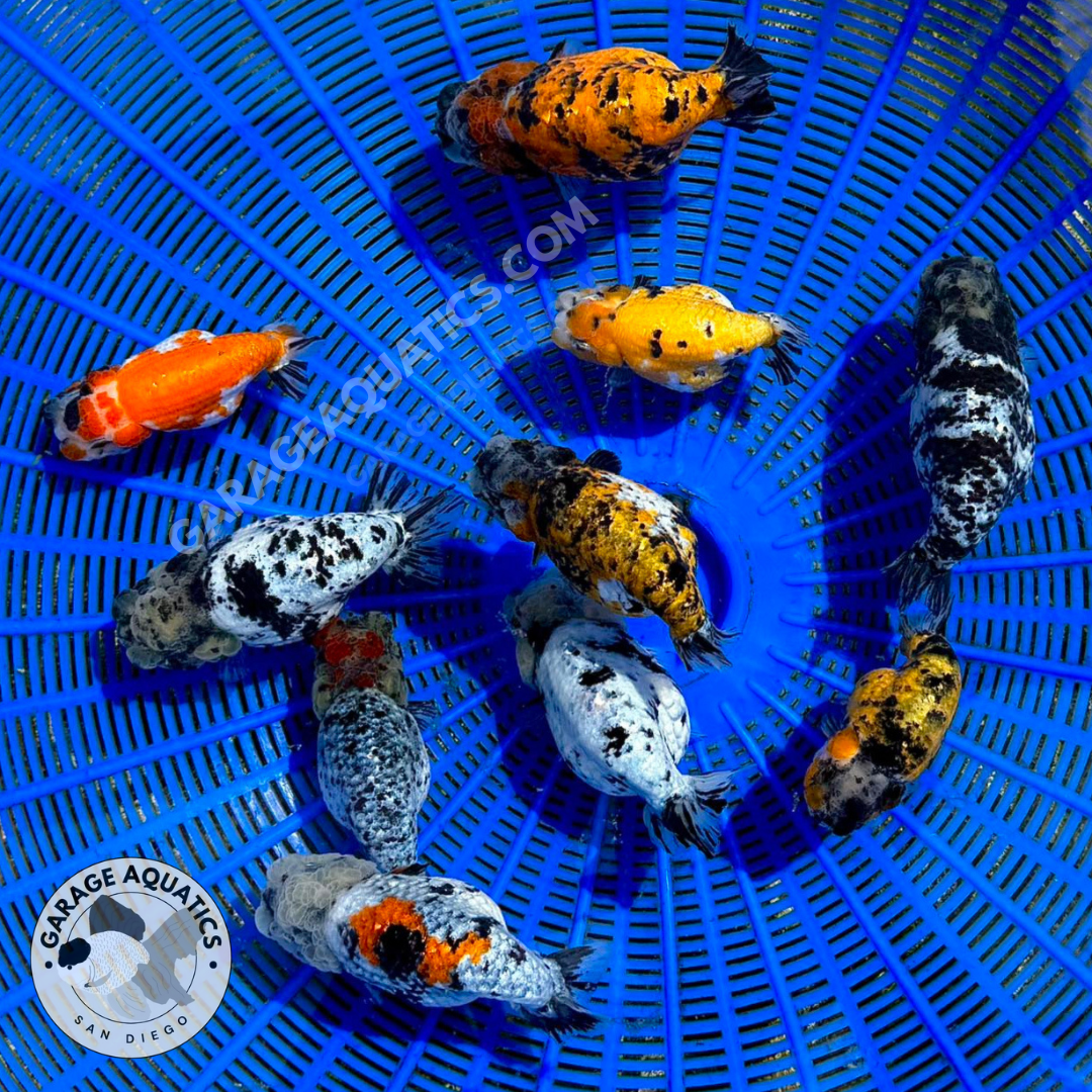 Live Premium Fancy Goldfish Thai Lionchu Pack of 3 Exclusive Color Mix 2.5"–2.8" Body (Our Choice)