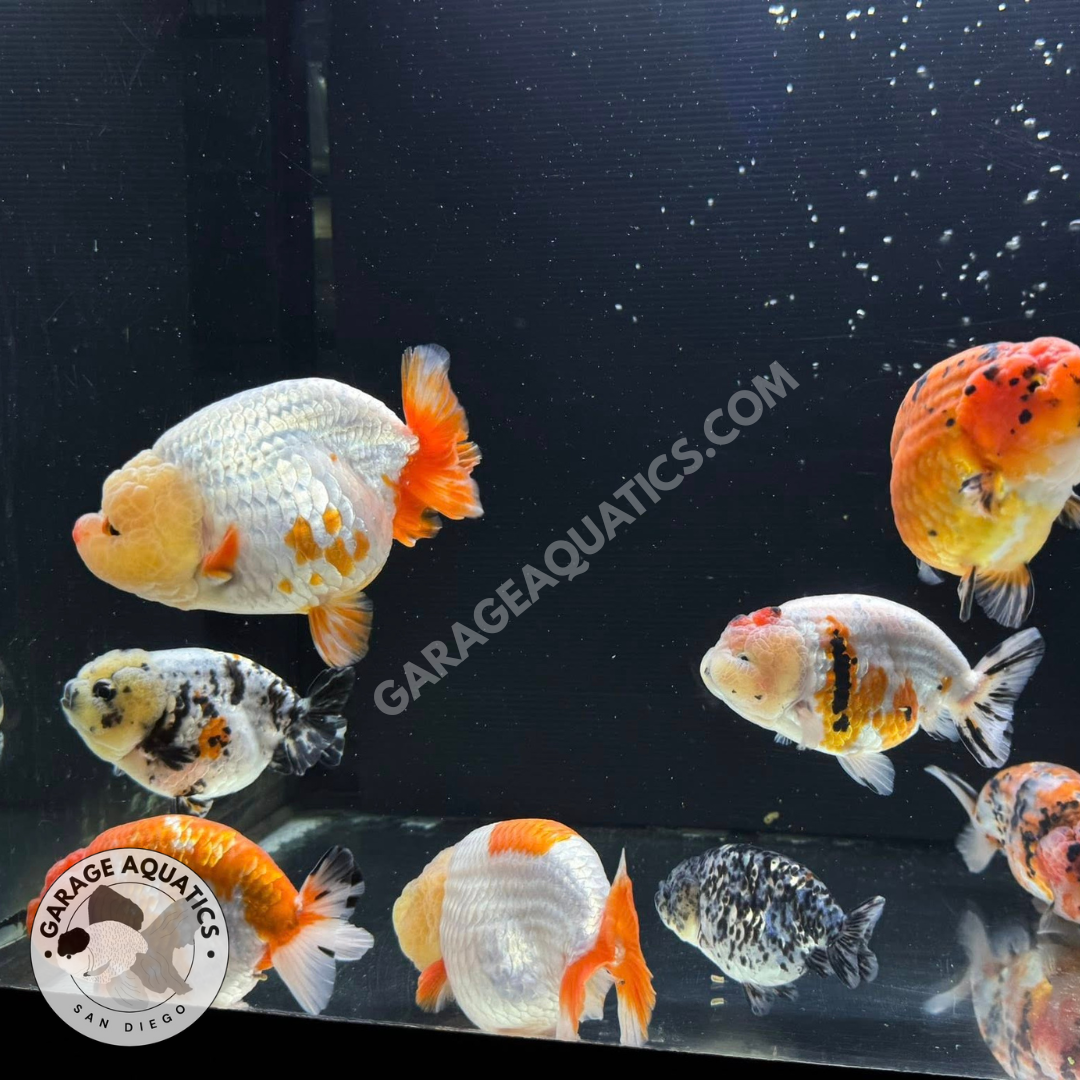 Live Premium Fancy Goldfish Thai Lionchu Pack of 3 Exclusive Color Mix 2.5"–2.8" Body (Our Choice)