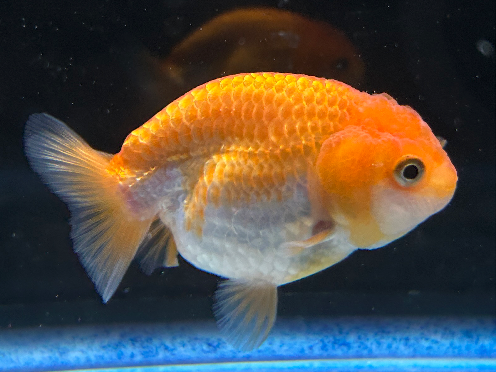 Thai Ranchu Red & White Female 2.5” Body 4 Months(JC-004)