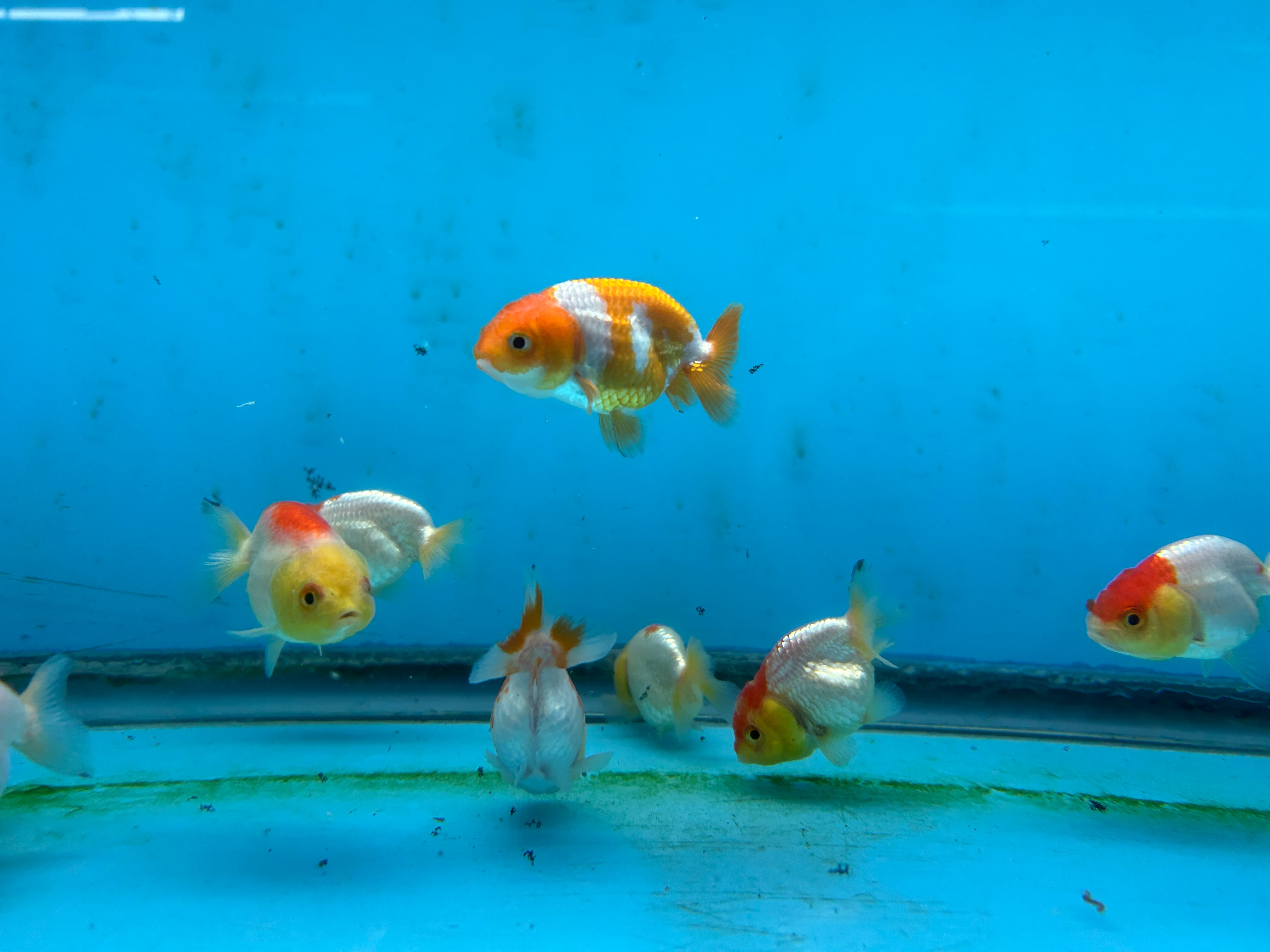 Live Fancy Goldfish Premium Select A Grade Our Choice Mix Color Ranchu 1.5"~2" Inch (JC)