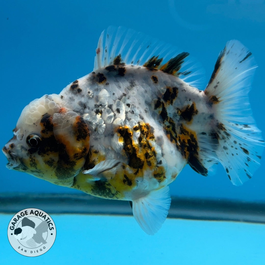 NK Thailand Thai Oranda Short Tail White Tiger Calico 4” Body Female (JC-028) R1C4 (FREE 2 DAY SHIPPING)