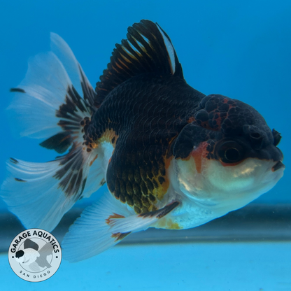 Thai Oranda Tri-Color Yuan Bao Orchid Tail Male 3” Body 7 Months (JC-038)