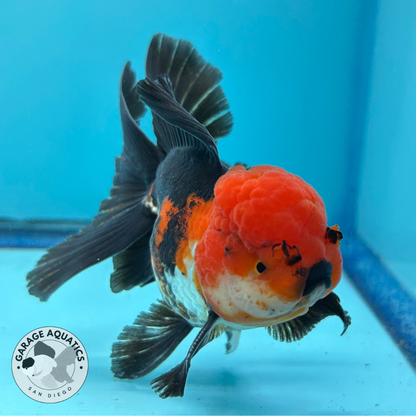 Grade AAA Thai Oranda Tri-Color Lava Head Orchid Strong Body Structure  3.5” Body Male 8 Months (JC-016)