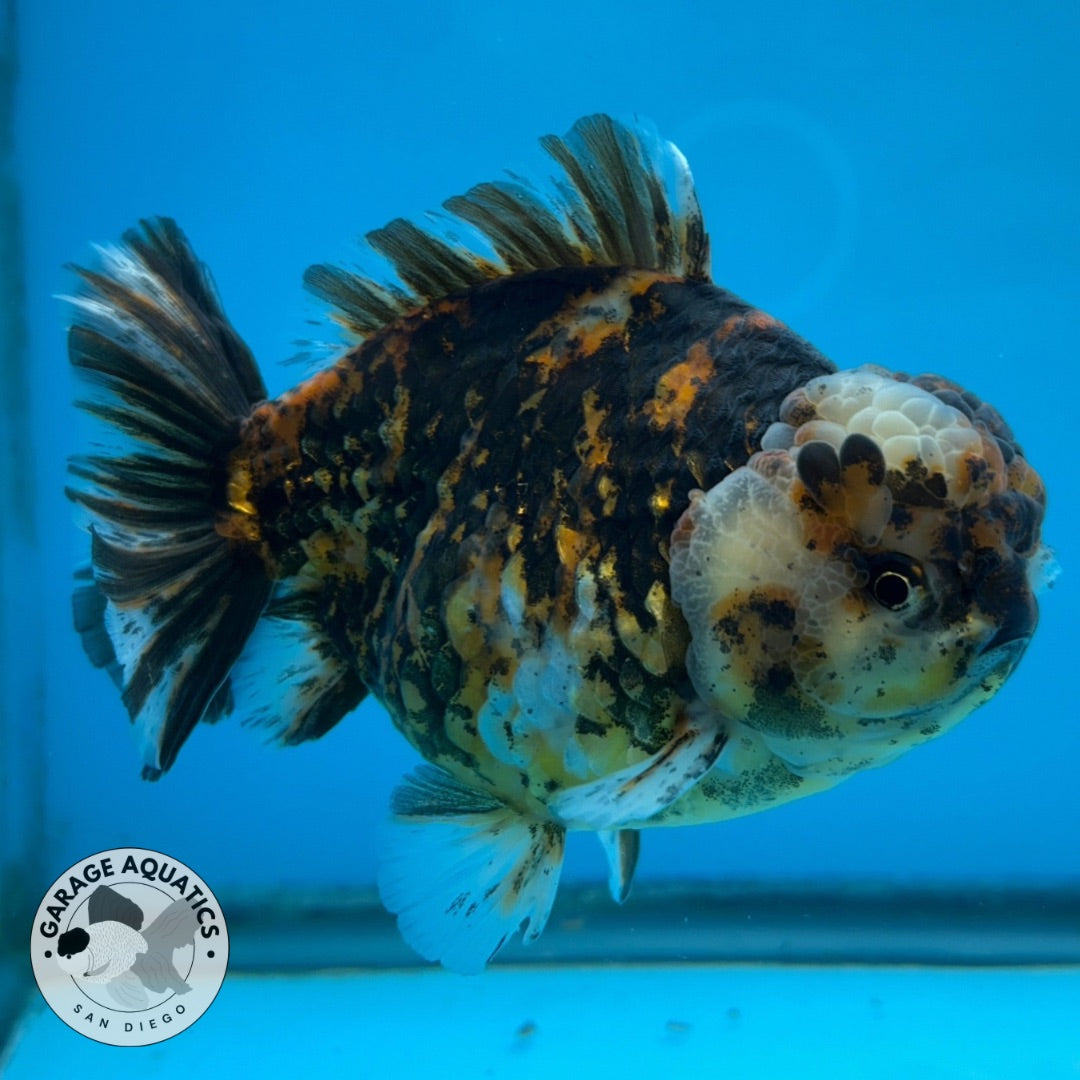 NK Thailand Thai Oranda Short Tail Tiger Calico 4” Body Male (JC-022) R1C4 (FREE 2 DAY SHIPPING)