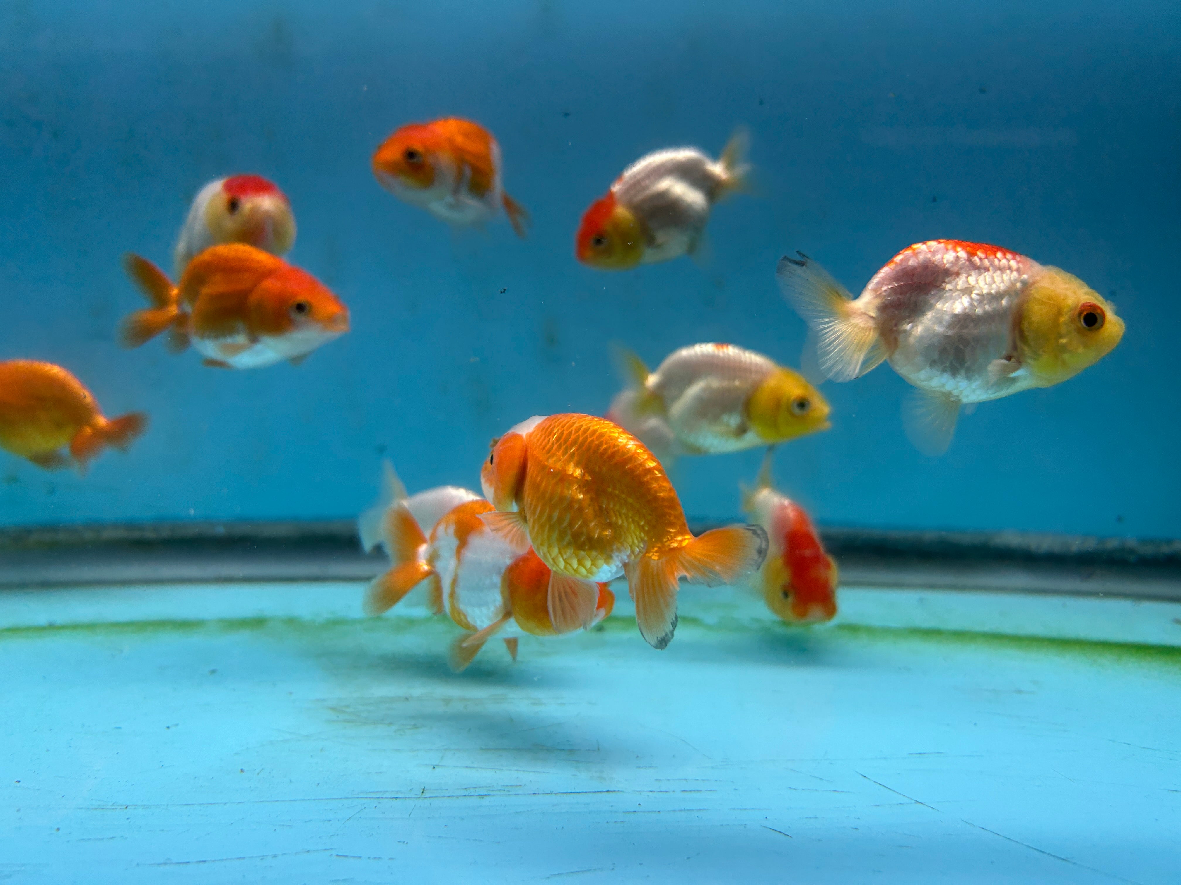 Live Fancy Goldfish Premium Select A Grade Our Choice Mix Color Ranchu 1.5"~2" Inch (JC)