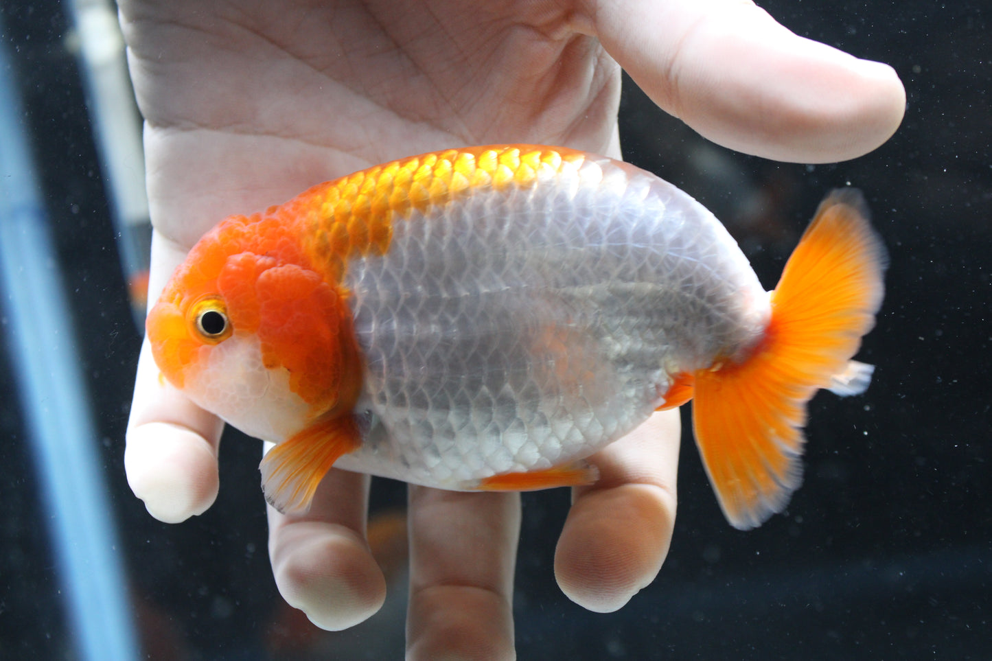 AAA Grade Thai Ranchu Red & White 3.5” Body Male 8 Months (R1002)