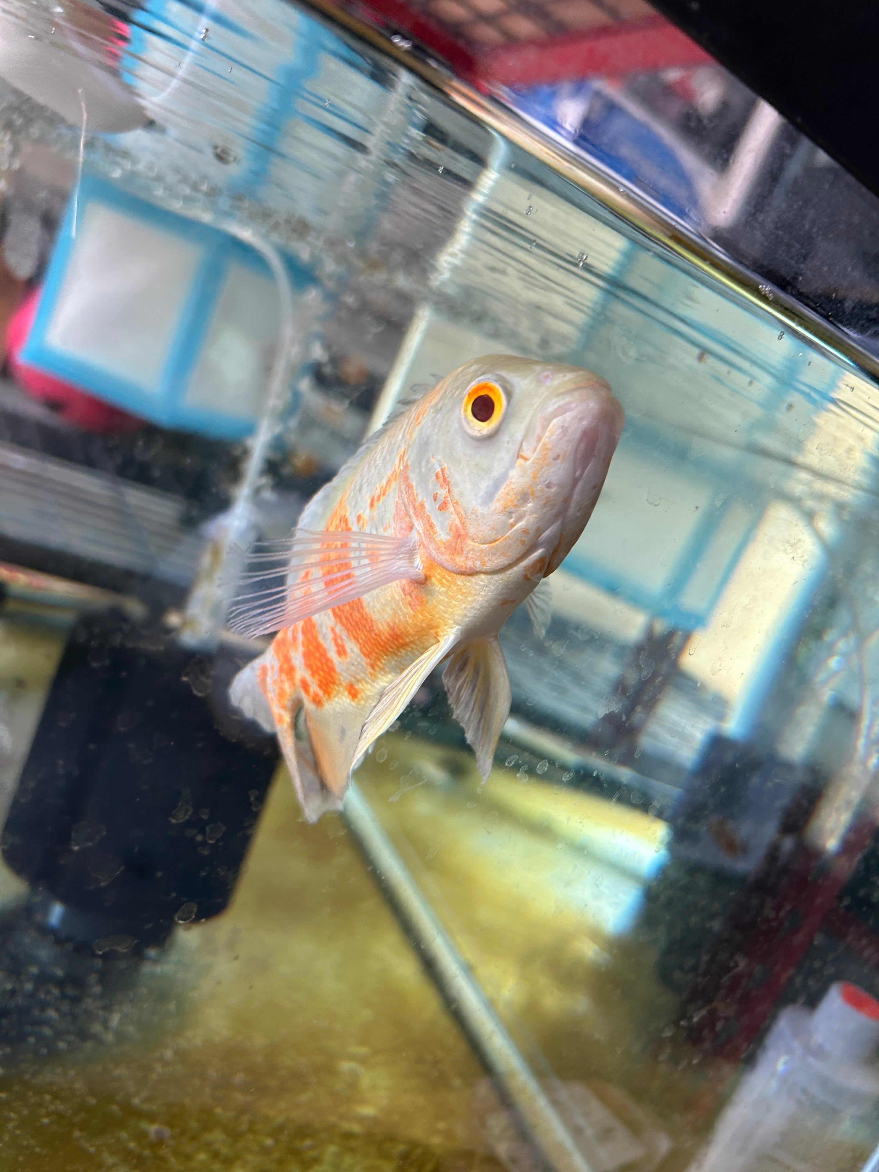 Albino Oscar 5-6 Inch